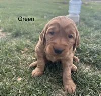 Green, a male Golden Retriever for sale in Inwood, IA – 3 of 7