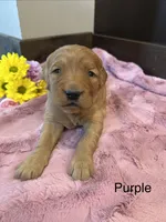 Purple, a female Golden Retriever for sale in Inwood, IA – 2 of 3
