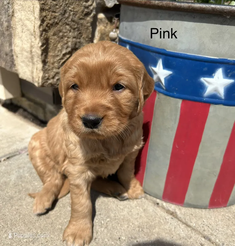 Pink – Golden Retriever puppy for sale in Inwood, IA