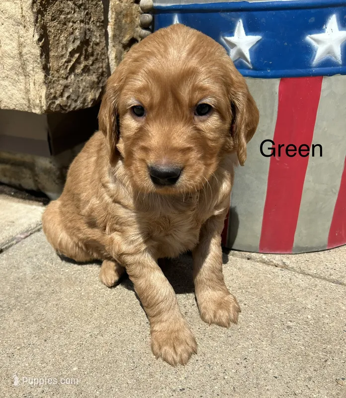 Green – Golden Retriever puppy for sale in Inwood, IA