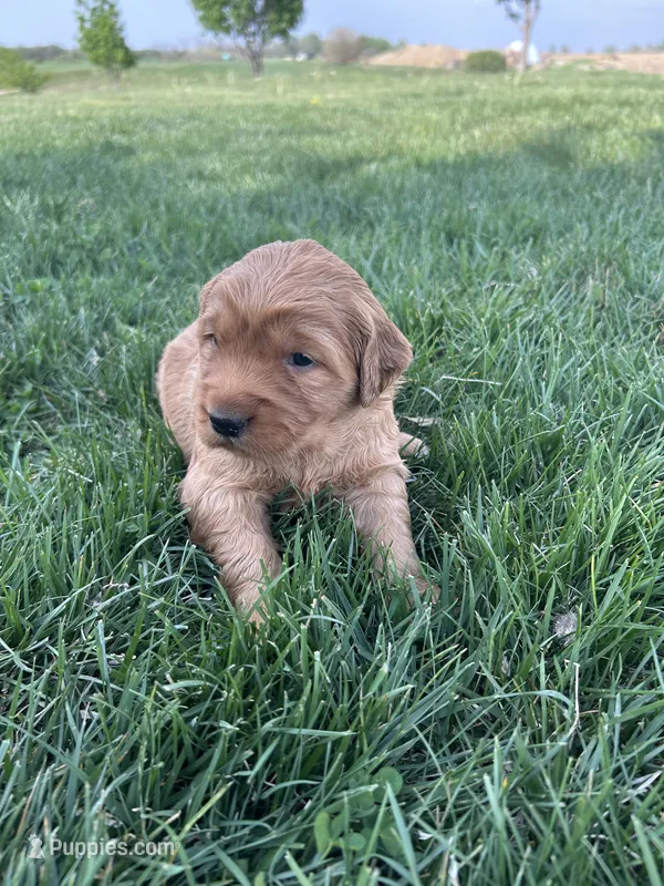 Pink – Golden Retriever puppy for sale in Inwood, IA