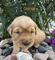 Orange, a male Golden Retriever for sale in Inwood, IA – 1 of 1