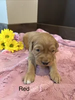 Red, a female Golden Retriever for sale in Inwood, IA – 1 of 2