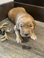 Blue, a male Golden Retriever for sale in Inwood, IA – 3 of 5