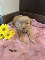 Violet, a female Golden Retriever for sale in Inwood, IA – 3 of 3