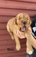 Blue, a male Golden Retriever for sale in Inwood, IA – 2 of 5