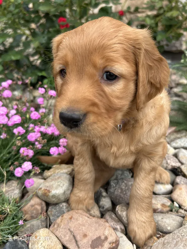 Purple – Golden Retriever puppy for sale in Inwood, IA