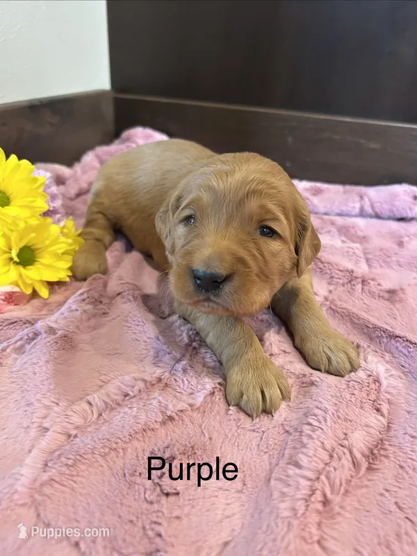 Purple – Golden Retriever puppy for sale in Inwood, IA