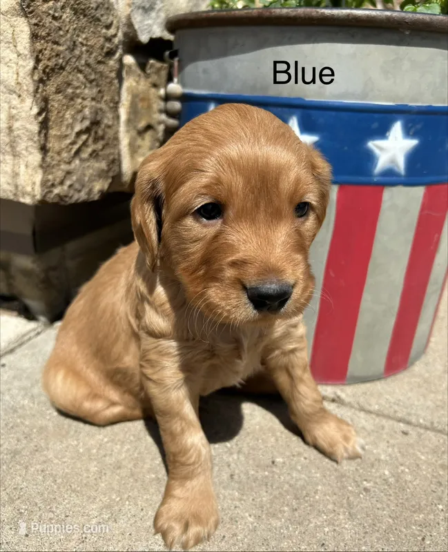 Blue – Golden Retriever puppy on hold in Inwood, IA