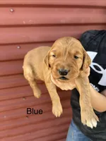 Blue, a male Golden Retriever for sale in Inwood, IA – 1 of 5