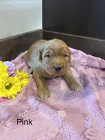 Pink, a female Golden Retriever for sale in Inwood, IA – 4 of 5