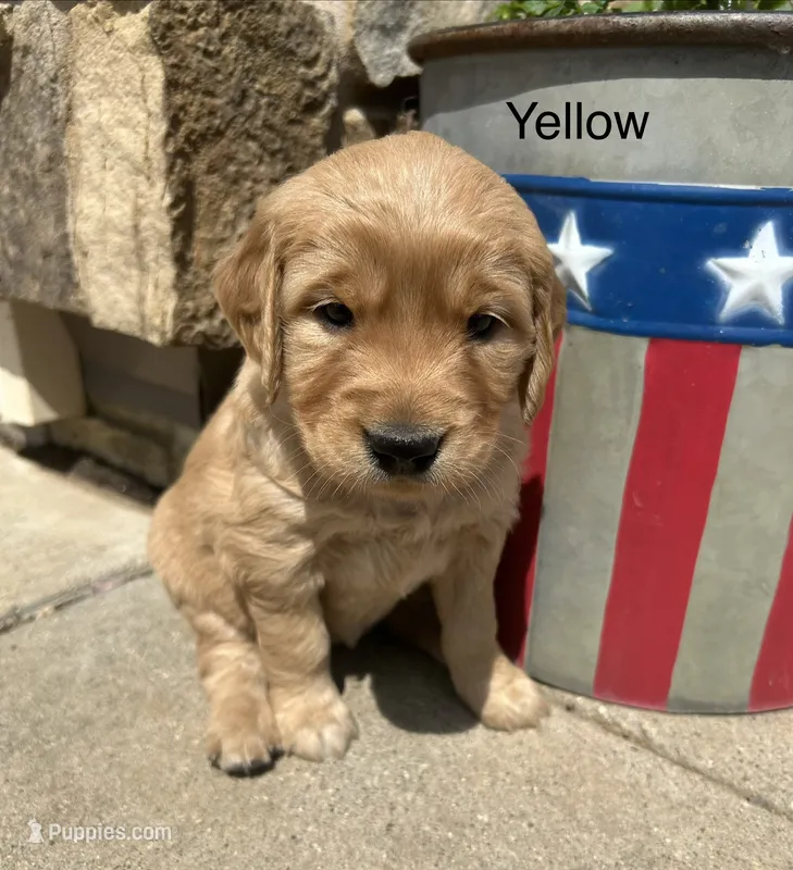 Yellow – Golden Retriever puppy for sale in Inwood, IA