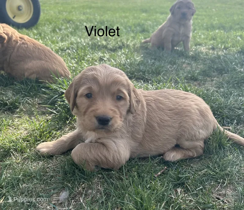 Violet – Golden Retriever puppy for sale in Inwood, IA