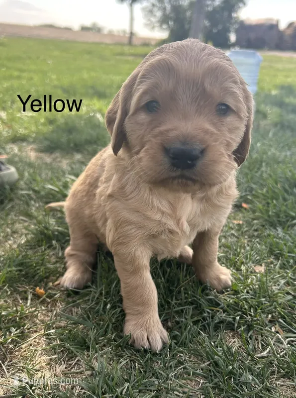 Yellow – Golden Retriever puppy for sale in Inwood, IA