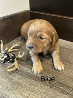 Blue, a male Golden Retriever for sale in Inwood, IA – 4 of 5