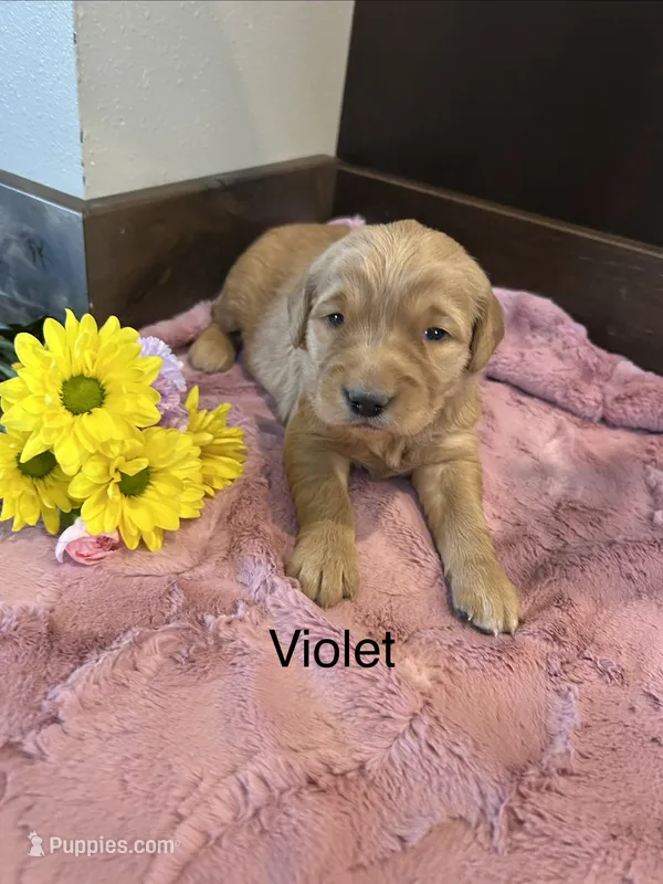 Violet – Golden Retriever puppy for sale in Inwood, IA