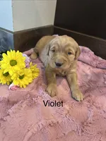 Violet, a female Golden Retriever for sale in Inwood, IA – 1 of 3