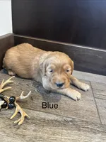 Blue, a male Golden Retriever for sale in Inwood, IA – 5 of 5