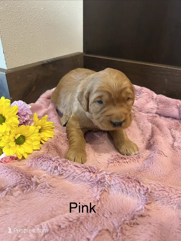 Pink – Golden Retriever puppy for sale in Inwood, IA