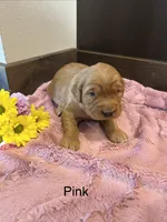 Pink, a female Golden Retriever for sale in Inwood, IA – 1 of 5