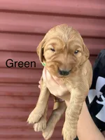 Green, a male Golden Retriever for sale in Inwood, IA – 5 of 7