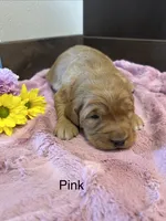 Pink, a female Golden Retriever for sale in Inwood, IA – 2 of 5