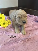 Yellow, a female Golden Retriever for sale in Inwood, IA – 3 of 3