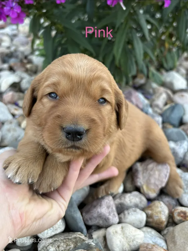 Pink – Golden Retriever puppy for sale in Inwood, IA