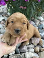Pink, a female Golden Retriever for sale in Inwood, IA – 1 of 1