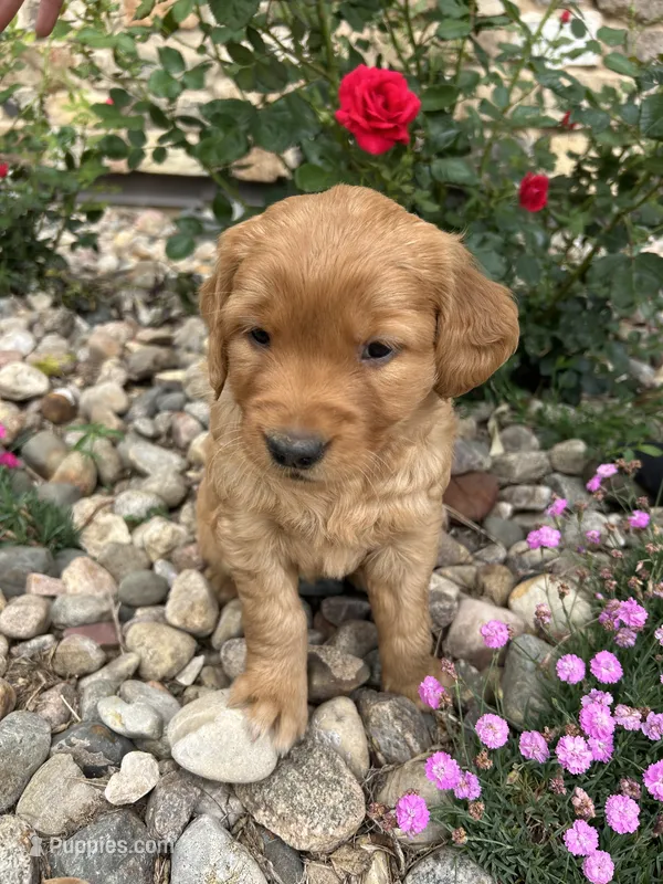 Pink – Golden Retriever puppy for sale in Inwood, IA