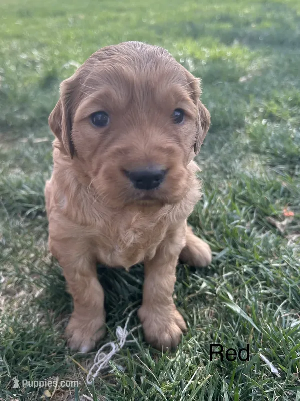 Red – Golden Retriever puppy for sale in Inwood, IA