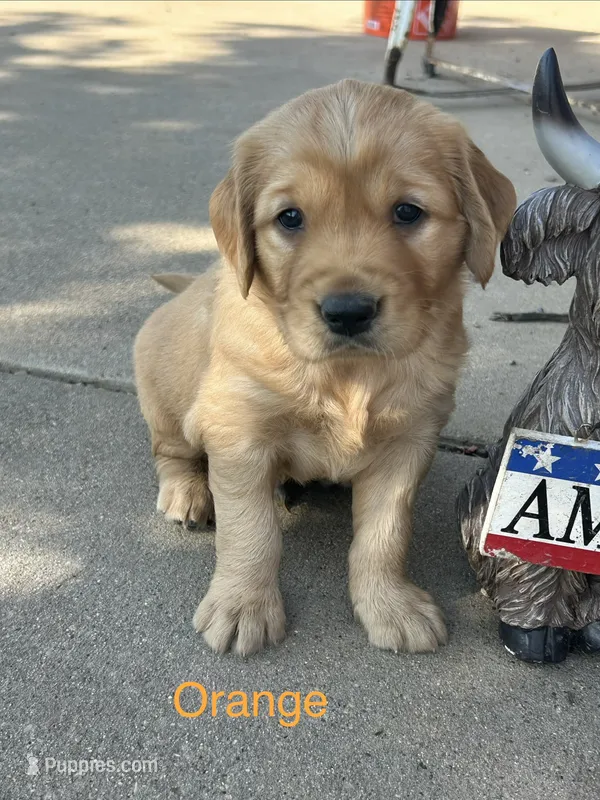 Orange – Golden Retriever puppy for sale in Inwood, IA