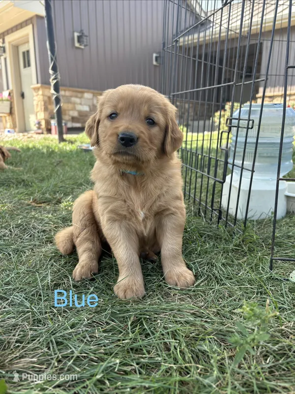 Blue – Golden Retriever puppy for sale in Inwood, IA