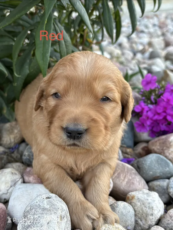 Red – Golden Retriever puppy for sale in Inwood, IA