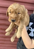 Green, a male Golden Retriever for sale in Inwood, IA – 4 of 7