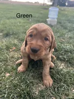 Green, a male Golden Retriever for sale in Inwood, IA – 2 of 7