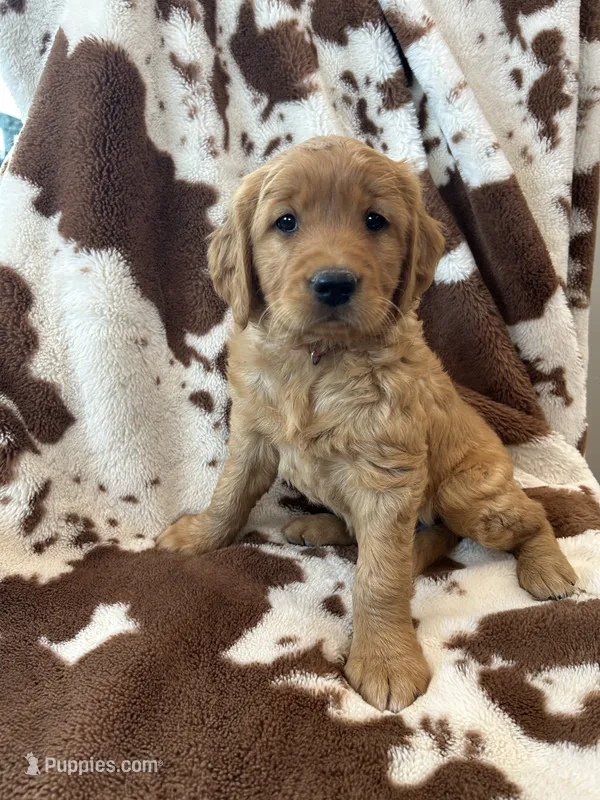Pink – Golden Retriever puppy for sale in Inwood, IA