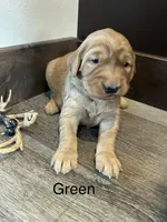 Green, a male Golden Retriever for sale in Inwood, IA – 6 of 7