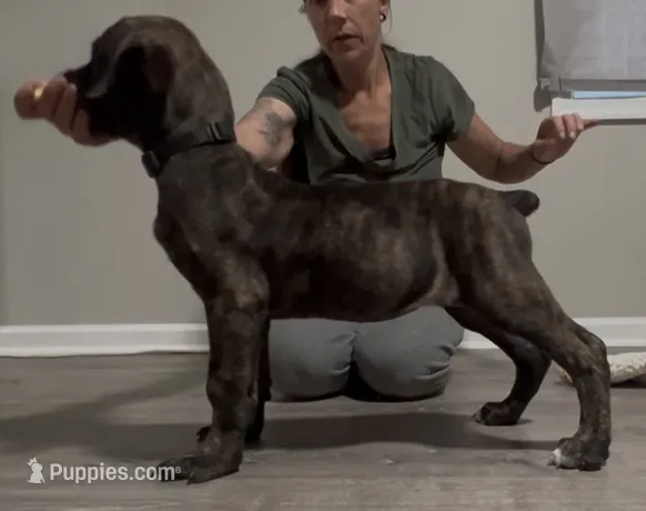 Brindle girl – Boerboel puppy for sale in Laurel, DE