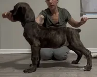 Brindle girl, a female Boerboel for sale in Laurel, DE – 2 of 10