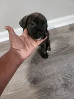 Brindle girl, a female Boerboel for sale in Laurel, DE – 4 of 9