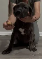 Brindle girl, a female Boerboel for sale in Laurel, DE – 3 of 10