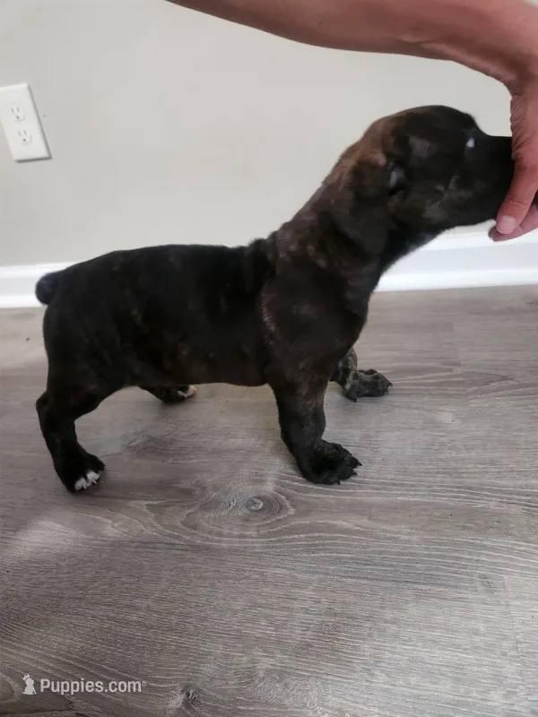 Brindle girl – Boerboel puppy for sale in Laurel, DE