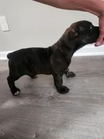 Brindle girl, a female Boerboel for sale in Laurel, DE – 1 of 9
