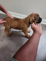 Red boy, a male Boerboel for sale in Laurel, DE – 3 of 9