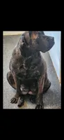 Red boy, a male Boerboel for sale in Laurel, DE – 6 of 9