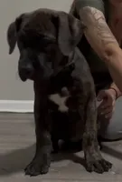 Brindle girl, a female Boerboel for sale in Laurel, DE – 5 of 10