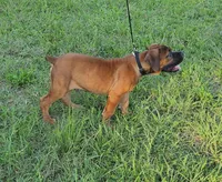 Red boy, a male Boerboel for sale in Laurel, DE – 5 of 10