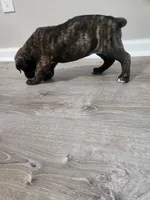 Brindle girl, a female Boerboel for sale in Laurel, DE – 2 of 9