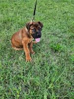 Red boy, a male Boerboel for sale in Laurel, DE – 4 of 10